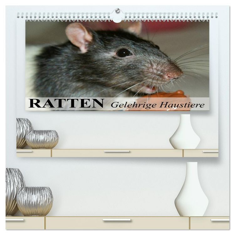 Produktbild: Ratten - Gelehrige Haustiere (hochwertiger Premium Wandkalender 2026 DIN A2 quer), Kunstdruck in Hochglanz