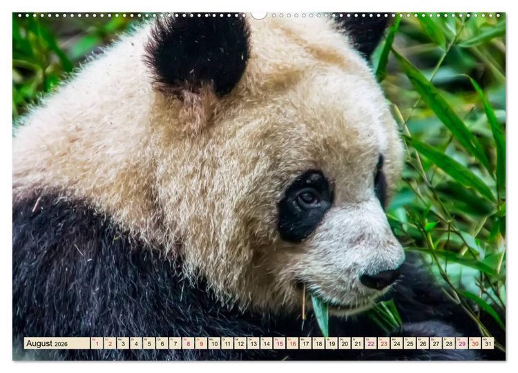 Produktbild: Niedlicher Panda (hochwertiger Premium Wandkalender 2026 DIN A2 quer), Kunstdruck in Hochglanz