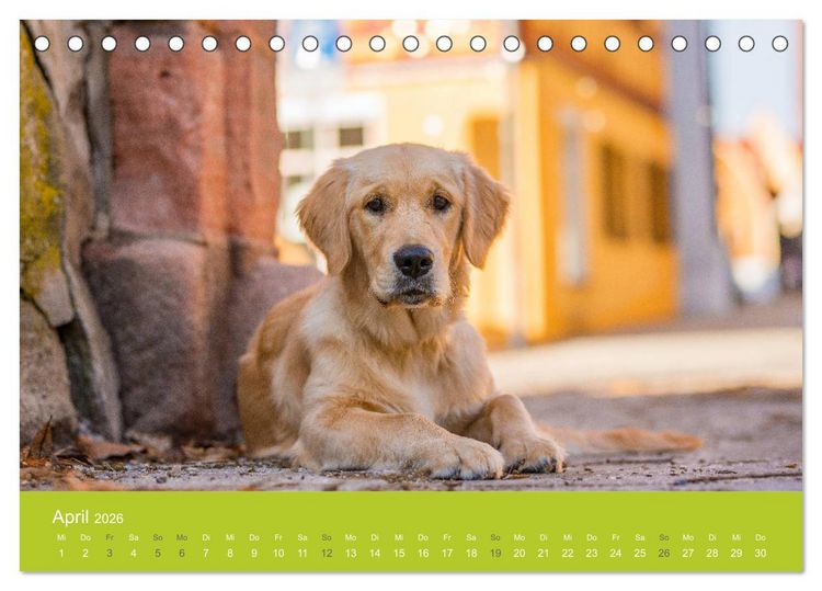 Produktbild: Traumschnauzen (Tischkalender 2026 DIN A5 quer), CALVENDO Monatskalender