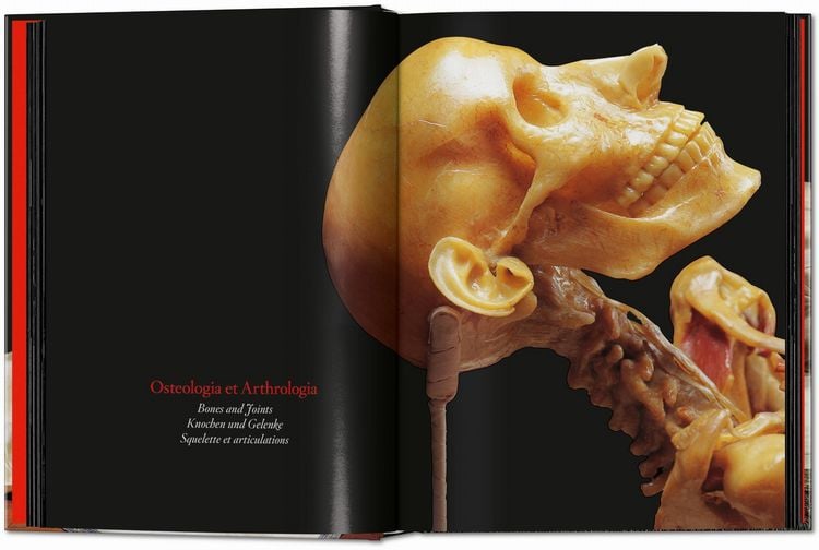 Produktbild: Anatomical Waxes. 45th Ed.