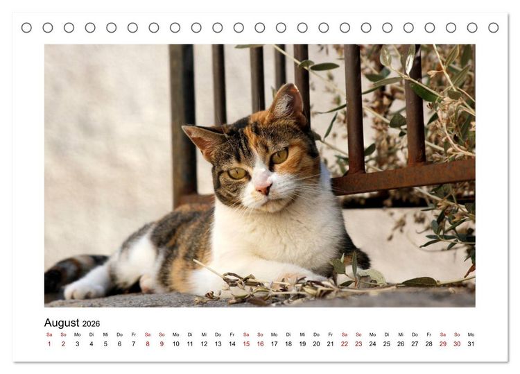 Produktbild: Stra&szlig;entiger auf Samtpfoten (Tischkalender 2026 DIN A5 quer), CALVENDO Monatskalender
