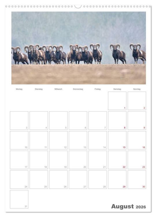 Produktbild: Rehe & Co / Planer (Wandkalender 2026 DIN A2 hoch), CALVENDO Monatskalender