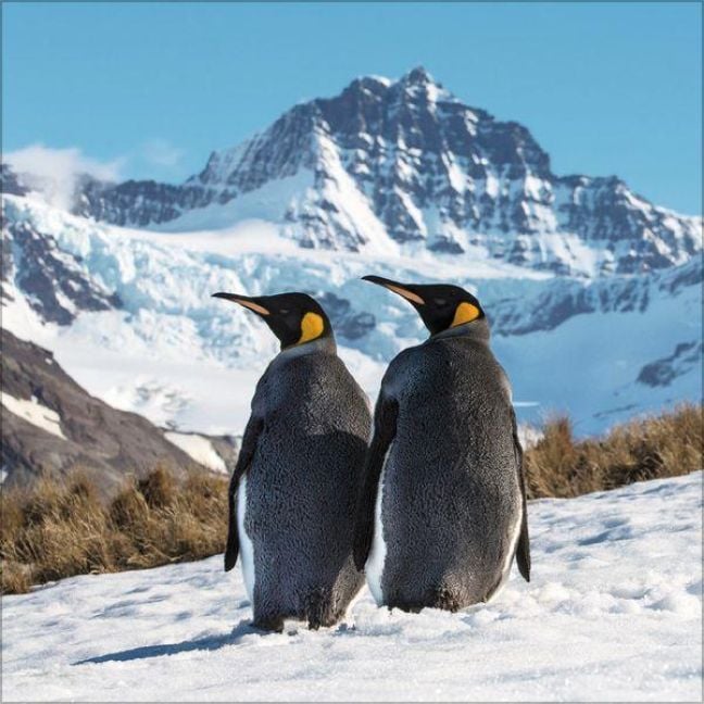 Produktbild: Pinguine 2027