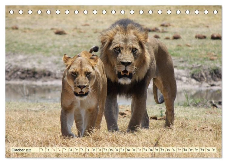 Produktbild: Afrika. Botswanas wundervolle Tierwelt (Tischkalender 2026 DIN A5 quer), CALVENDO Monatskalender