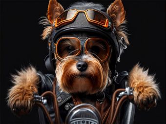 Produktbild: CALVENDO Puzzle Ein Motiv aus dem Kalender Der humoristische Yorkshire Terrier Kalender | 1000 Teile Lege-Gr&ouml;&szlig;e 64x48cm Foto-Puzzle f&uuml;r gl&uuml;ckliche Stunden
