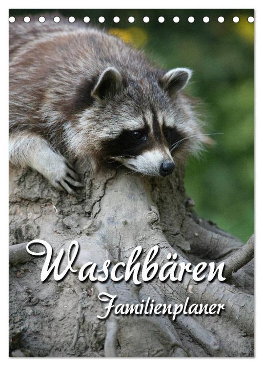 Produktbild: Waschb&auml;ren Familienplaner (Tischkalender 2026 DIN A5 hoch), CALVENDO Monatskalender