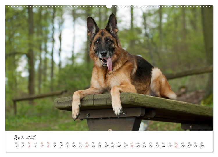 Produktbild: Deutsche Sch&auml;ferhunde - Senioren auf vier Pfoten (Wandkalender 2026 DIN A2 quer), CALVENDO Monatskalender