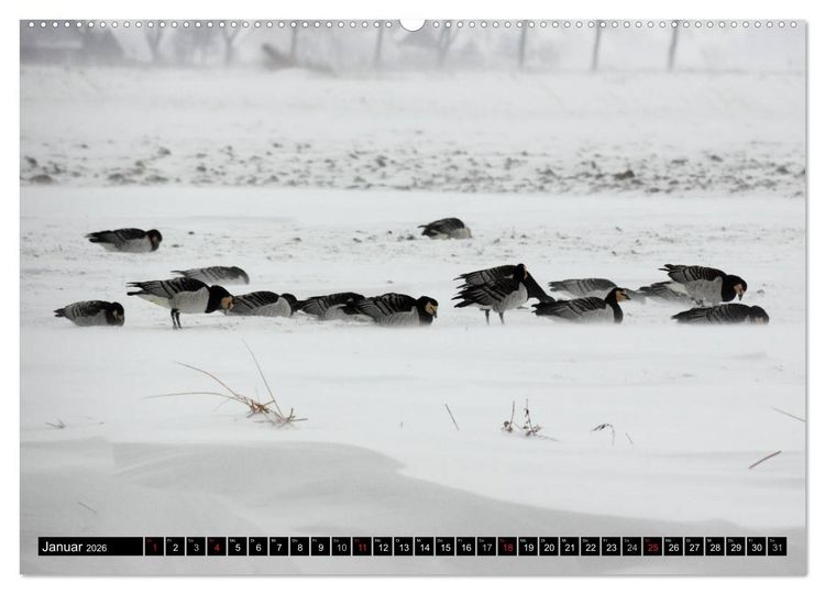 Produktbild: Gefiederte Sch&ouml;nheiten - Wildg&auml;nse in Norddeutschland (Wandkalender 2026 DIN A2 quer), CALVENDO Monatskalender