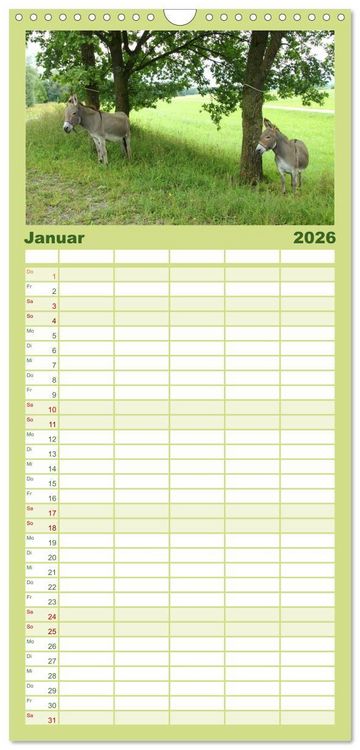 Produktbild: Familienplaner 2026 - Esel - liebenswerte Langohren mit 5 Spalten (Wandkalender, 21 x 45 cm) CALVENDO