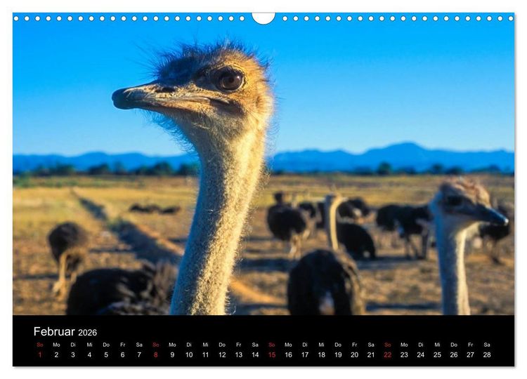 Produktbild: Kapstadt, Winelands und Garden Route (Wandkalender 2026 DIN A3 quer), CALVENDO Monatskalender