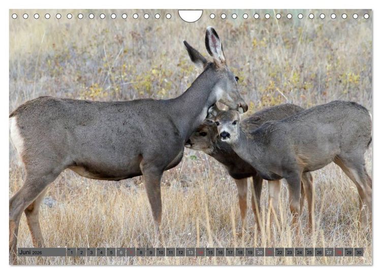 Produktbild: Wildtiere Nordamerikas (Wandkalender 2026 DIN A4 quer), CALVENDO Monatskalender