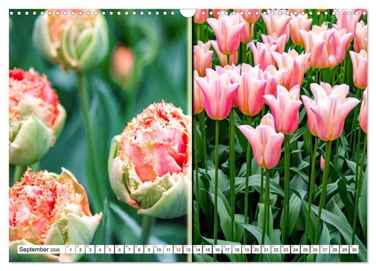 Produktbild: Tulpen - kunterbunte Collagen (Wandkalender 2026 DIN A3 quer), CALVENDO Monatskalender