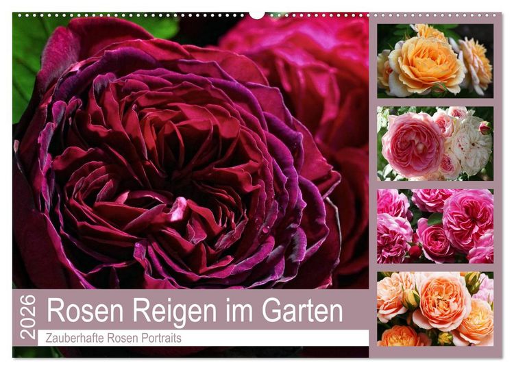 Produktbild: Rosen Reigen im Garten (Wandkalender 2026 DIN A2 quer), CALVENDO Monatskalender