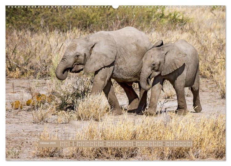 Produktbild: Afrikas Tierwelt - Wilde Elefanten (hochwertiger Premium Wandkalender 2026 DIN A2 quer), Kunstdruck in Hochglanz