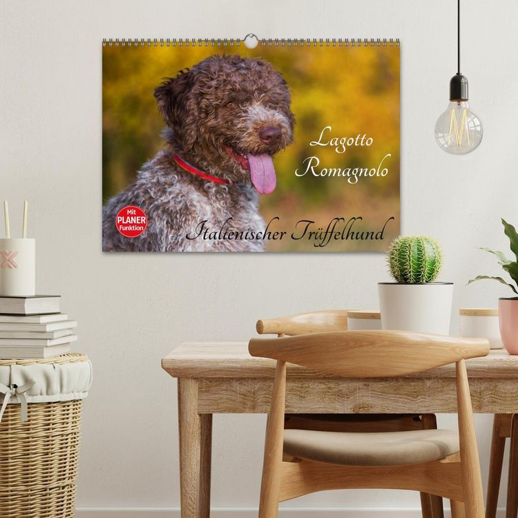 Produktbild: Lagotto Romagnolo - Italienischer Tr&uuml;ffelhund (Wandkalender 2026 DIN A3 quer), CALVENDO Monatskalender