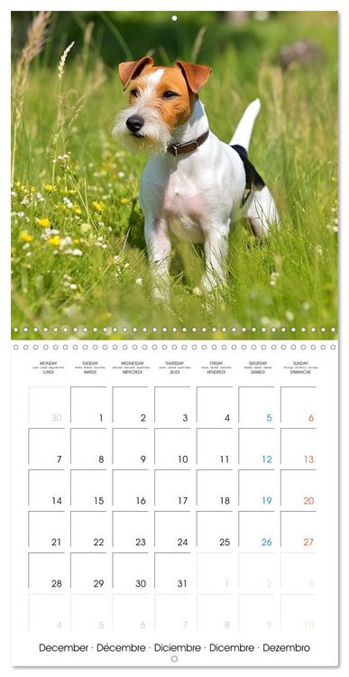 Produktbild: Portraits de petits chiens (Calendrier mural carr&eacute; 2026 30x30 cm) Calendrier double avec une page pour vos prises de notes