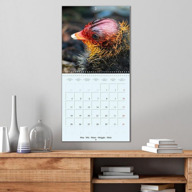 Produktbild: Les oiseaux du lac L&eacute;man (Calendrier mural carr&eacute; 2026 30x30 cm) Calendrier double avec une page pour vos prises de notes