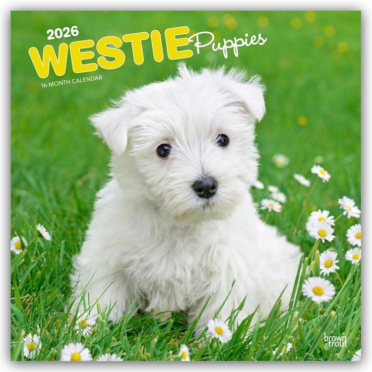 Produktbild: West Highland White Terrier Puppies – Westie Puppies – West Highland White Terrier Welpen – Westie Welpen 2026 – 16-Monatskalender