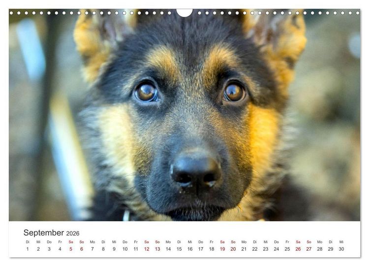 Produktbild: Sch&auml;ferhunde - Die gutm&uuml;tigen Wegbegleiter. (Wandkalender 2026 DIN A3 quer), CALVENDO Monatskalender
