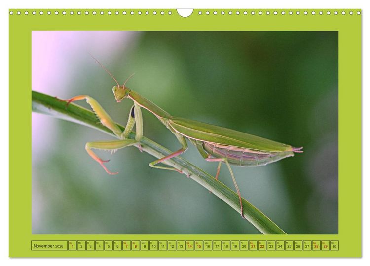 Produktbild: Die Gottesanbeterin Mantis Religiosa (Wandkalender 2026 DIN A3 quer), CALVENDO Monatskalender