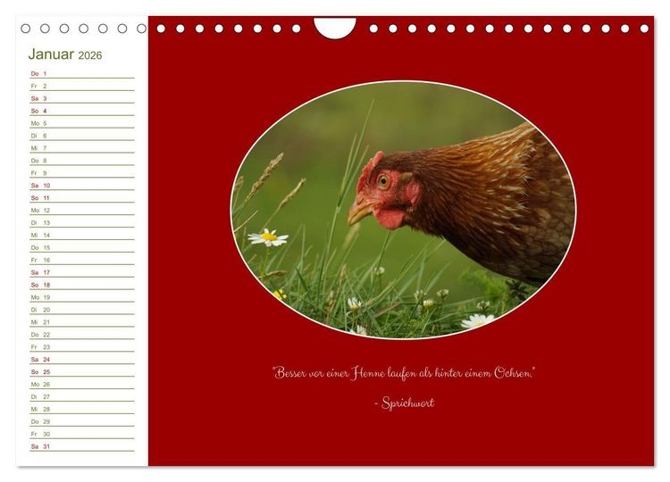 Produktbild: Freilaufende H&uuml;hner (Wandkalender 2026 DIN A4 quer), CALVENDO Monatskalender