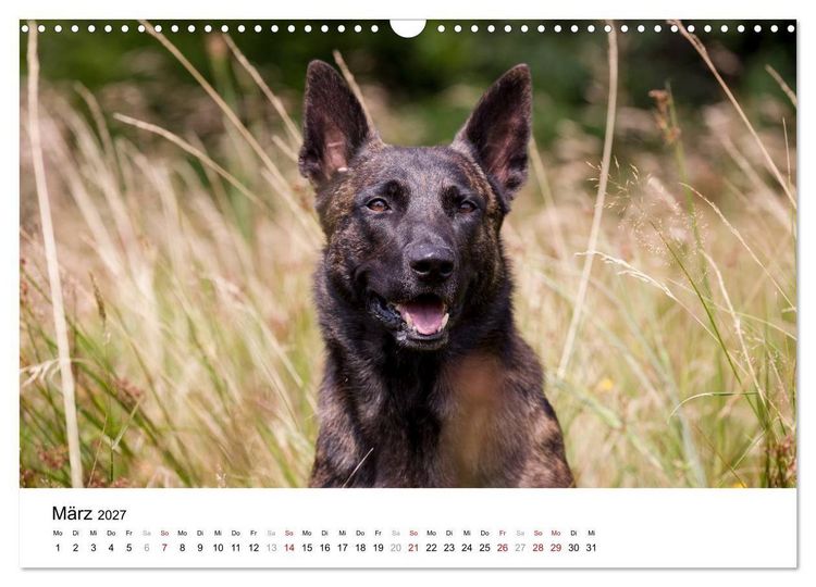 Produktbild: ausdrucksvolle Holl&auml;ndische Sch&auml;ferhunde (Wandkalender 2027 DIN A3 quer), CALVENDO Monatskalender