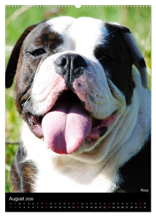 Produktbild: Bulldoggen-Gesichter (hochwertiger Premium Wandkalender 2026 DIN A2 hoch), Kunstdruck in Hochglanz