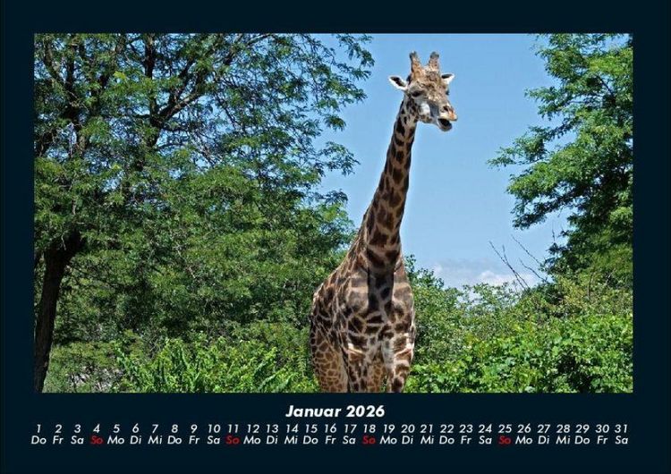 Produktbild: Giraffen 2026 Fotokalender DIN A4
