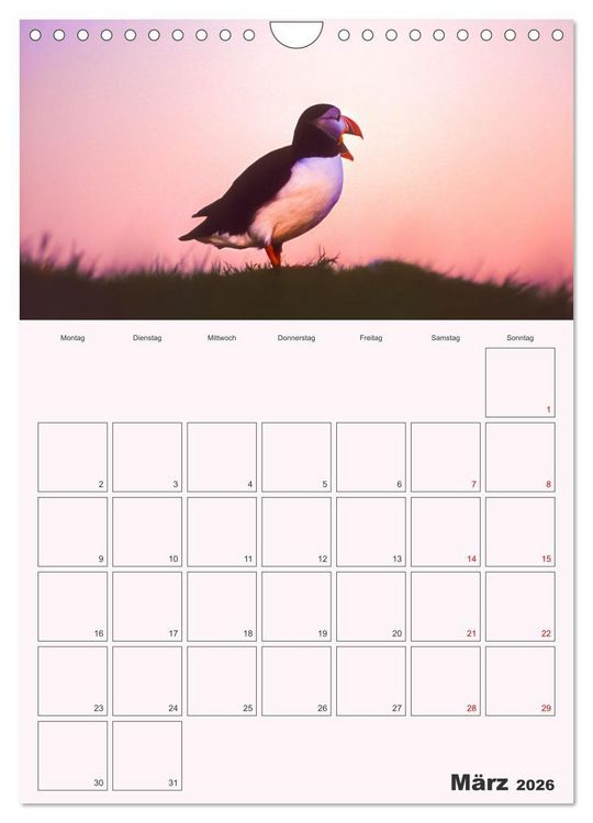 Produktbild: Papageitaucher Monatsplaner (Wandkalender 2026 DIN A4 hoch), CALVENDO Monatskalender