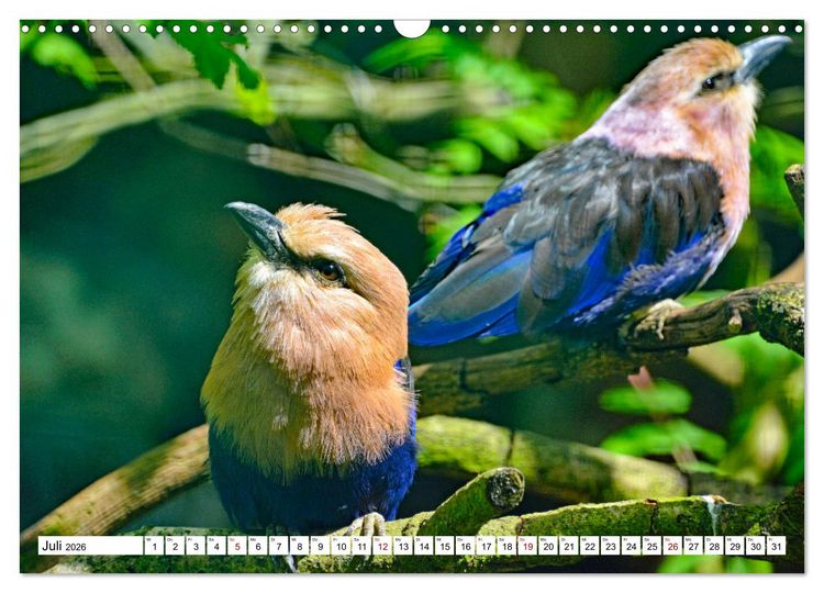 Produktbild: Bunte Vielfalt in der Vogelwelt (Wandkalender 2026 DIN A3 quer), CALVENDO Monatskalender