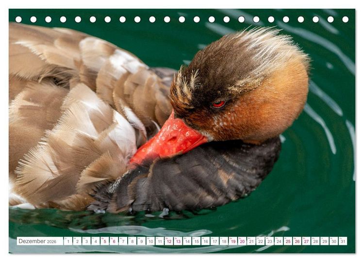 Produktbild: Vogelwelt am Bodensee 2026 (Tischkalender 2026 DIN A5 quer), CALVENDO Monatskalender