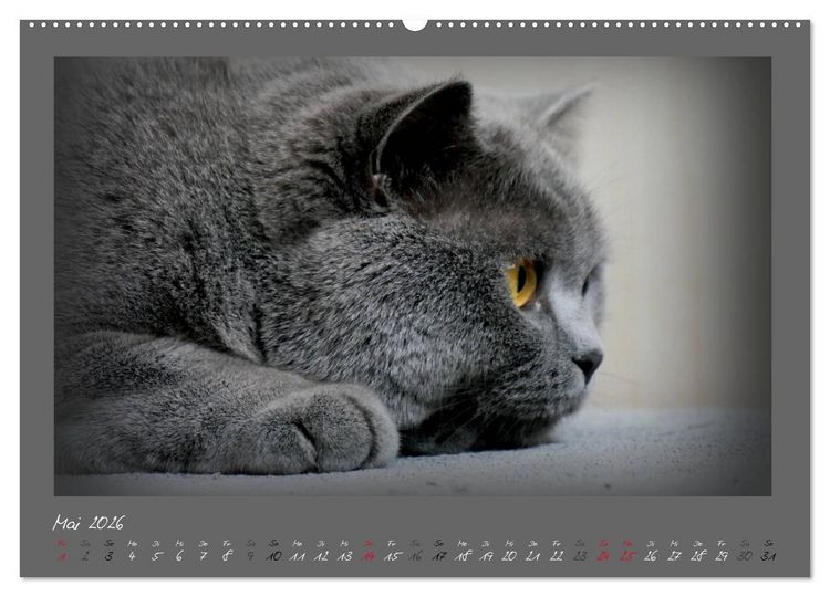 Produktbild: GRAUE ENGEL Britischkurzhaar-Katzen (Wandkalender 2026 DIN A2 quer), CALVENDO Monatskalender