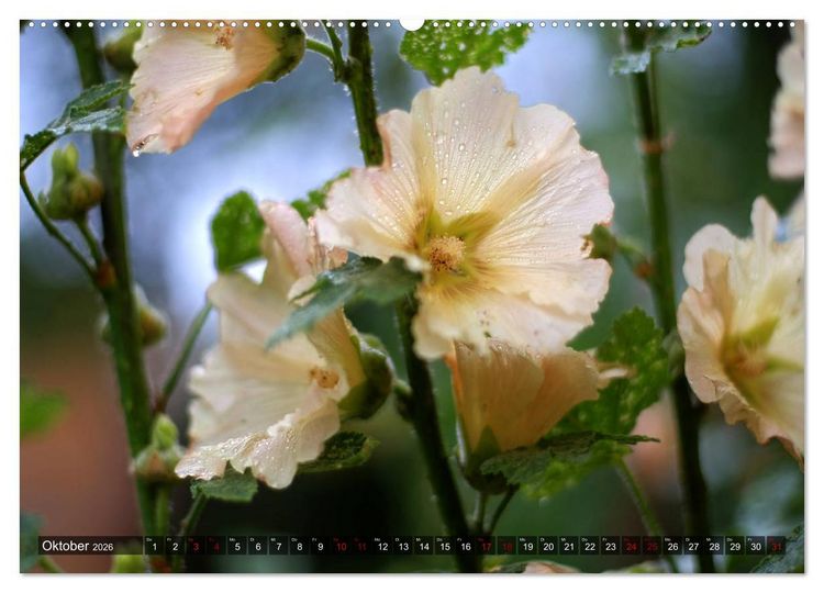 Produktbild: Stockrosen - Traumhafte Sch&ouml;nheiten (Wandkalender 2026 DIN A2 quer), CALVENDO Monatskalender