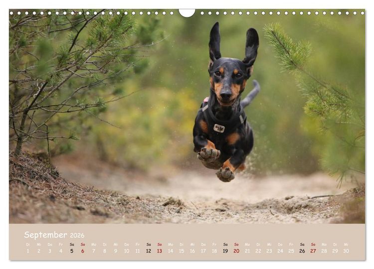 Produktbild: Dackel - lustige Gesellen auf kurzen Beinchen (Wandkalender 2026 DIN A3 quer), CALVENDO Monatskalender