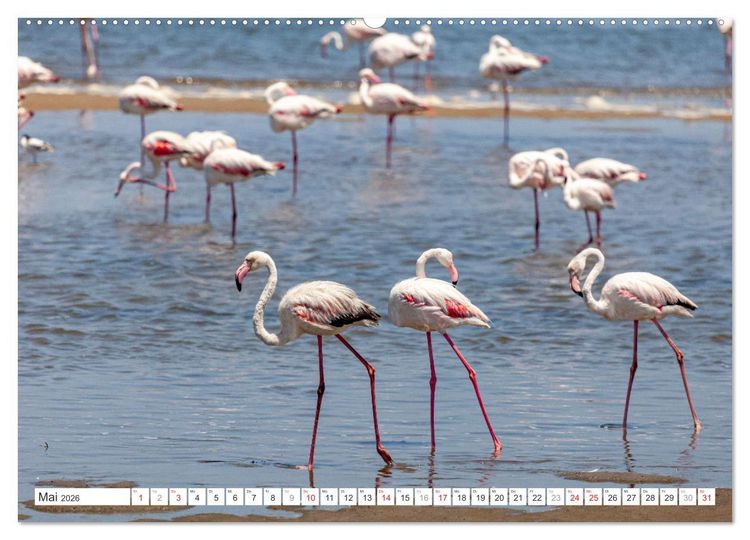 Produktbild: Afrika - Namibia (hochwertiger Premium Wandkalender 2026 DIN A2 quer), Kunstdruck in Hochglanz