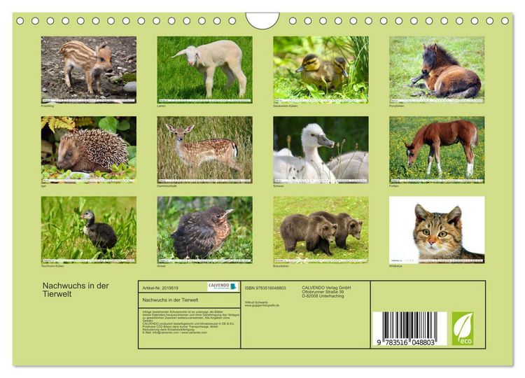 Produktbild: Nachwuchs in der Tierwelt (Wandkalender 2026 DIN A4 quer), CALVENDO Monatskalender
