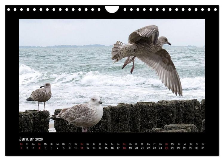 Produktbild: An der Nordsee (Wandkalender 2026 DIN A4 quer), CALVENDO Monatskalender