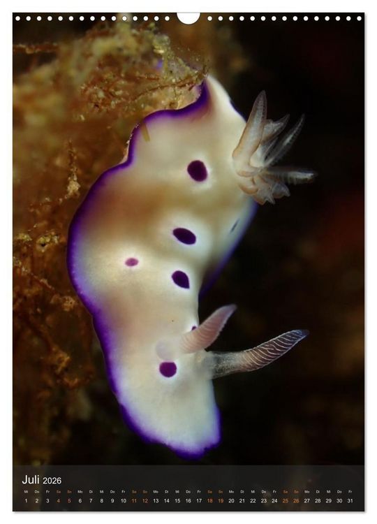 Produktbild: Nudibranches Meeresnacktschnecken aus Nord-Sulawesi (Wandkalender 2026 DIN A3 hoch), CALVENDO Monatskalender