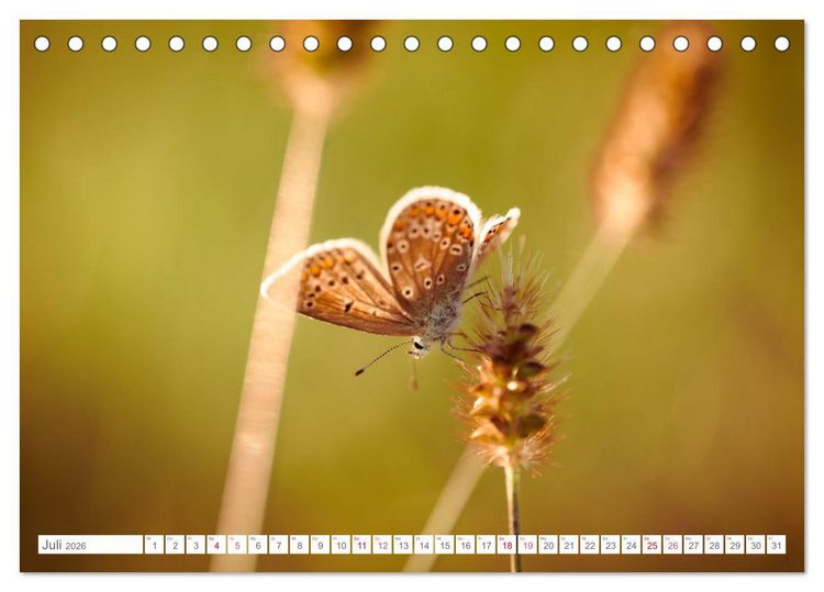 Produktbild: In der Natur unterwegs (Tischkalender 2026 DIN A5 quer), CALVENDO Monatskalender