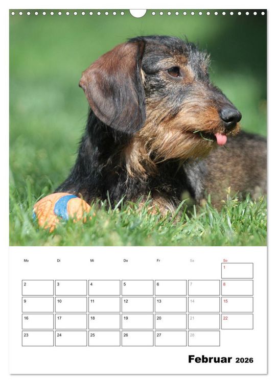 Produktbild: Geliebte Rabauken - Rauhaardackel (Wandkalender 2026 DIN A3 hoch), CALVENDO Monatskalender