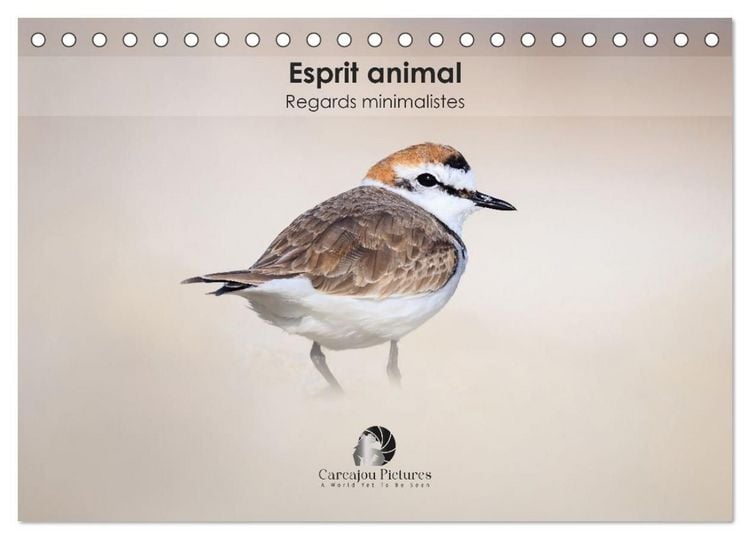 Produktbild: Esprit animal - Regards minimalistes (Calendrier de bureau 2027 DIN A5 vertical), CALVENDO calendrier mensuel