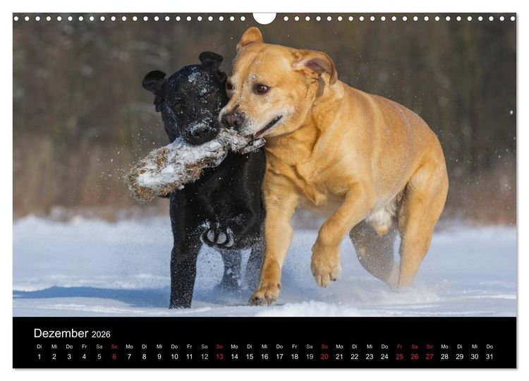 Produktbild: Labrador Retriever 2026 (Wandkalender 2026 DIN A3 quer), CALVENDO Monatskalender