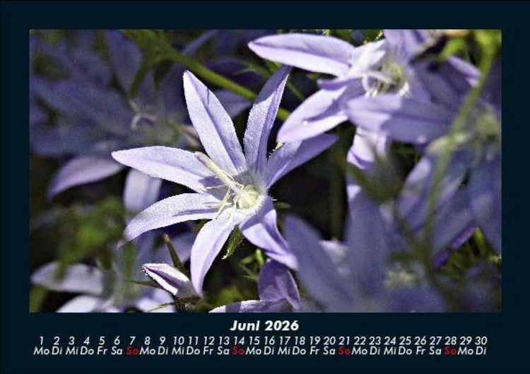 Produktbild: Blumenzauber 2026 Fotokalender DIN A5