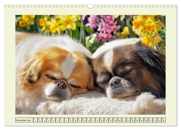 Produktbild: Edle Japan Chins. Zarte Herzen aus Fernost (Wandkalender 2026 DIN A3 quer), CALVENDO Monatskalender