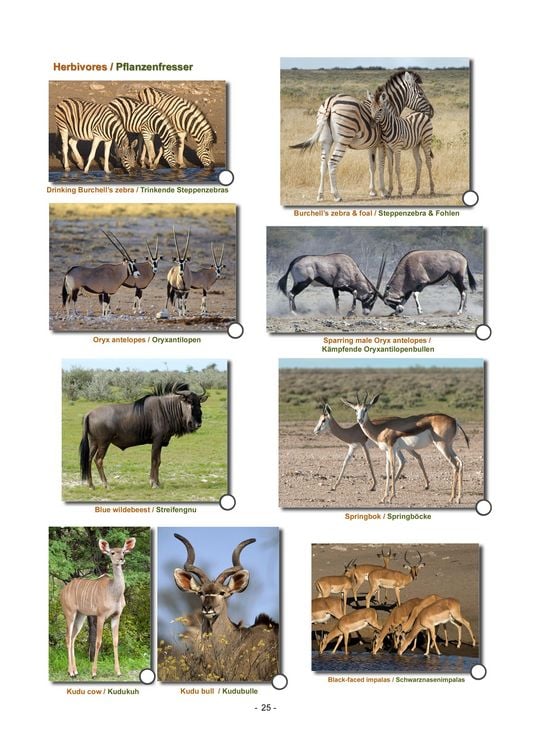 Produktbild: ETOSHA KARTE mit Fotogalerie