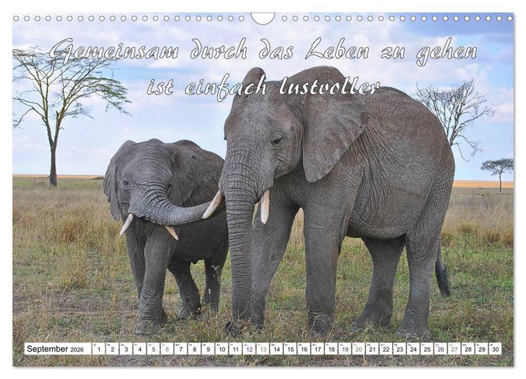 Produktbild: Tierbabies - Spruchkalender (Wandkalender 2026 DIN A3 quer), CALVENDO Monatskalender