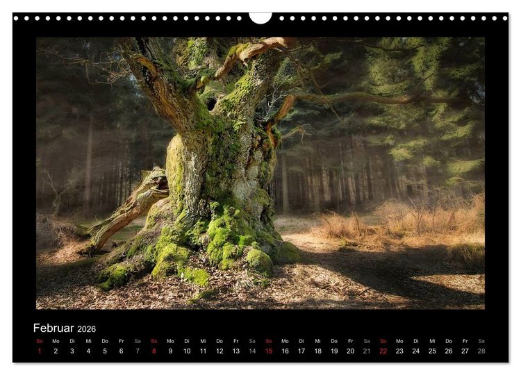 Produktbild: M&auml;rchenhafter Reinhardswald und Urwald Sababurg (Wandkalender 2026 DIN A3 quer), CALVENDO Monatskalender