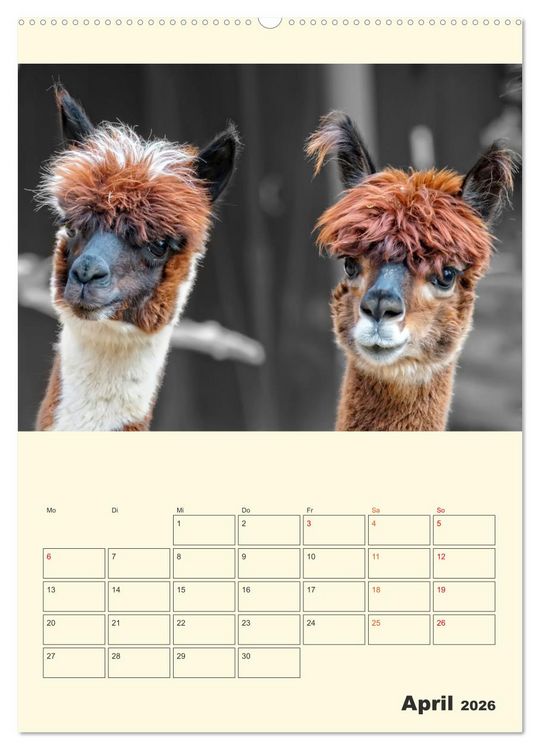 Produktbild: Putzige Alpakas (hochwertiger Premium Wandkalender 2026 DIN A2 hoch), Kunstdruck in Hochglanz