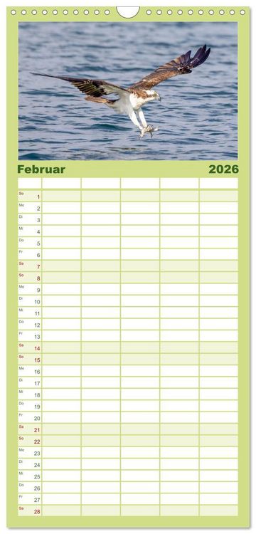 Produktbild: Familienplaner 2026 - Europas Greifv&ouml;gel und Eulen mit 5 Spalten (Wandkalender, 21 x 45 cm) CALVENDO
