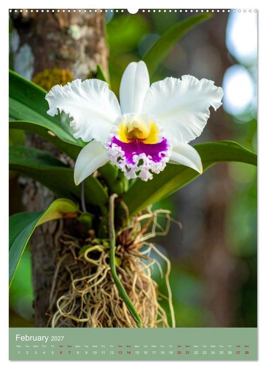 Produktbild: Cattleya - Breeder's Pride (High Quality Premium Wall Calendar 2027 DIN A2 portrait),CALVENDO 12 Month Wall Calendar
